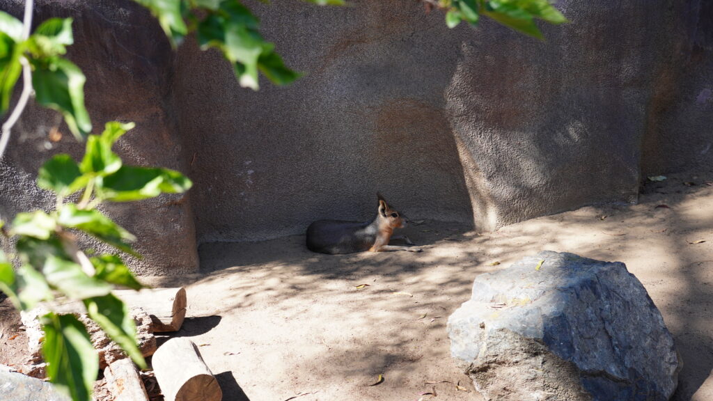 美國信用分數全指南｜查詢方式、提分建議與新手建立信用方法