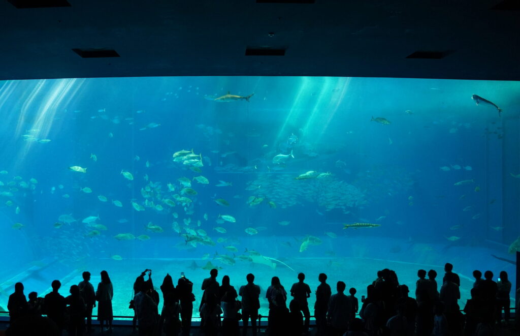 沖繩美麗海水族館「黑潮之海」巨大的室內水槽，巨大的鯨鯊與鬼輻魟在蔚藍的海水中游動。
