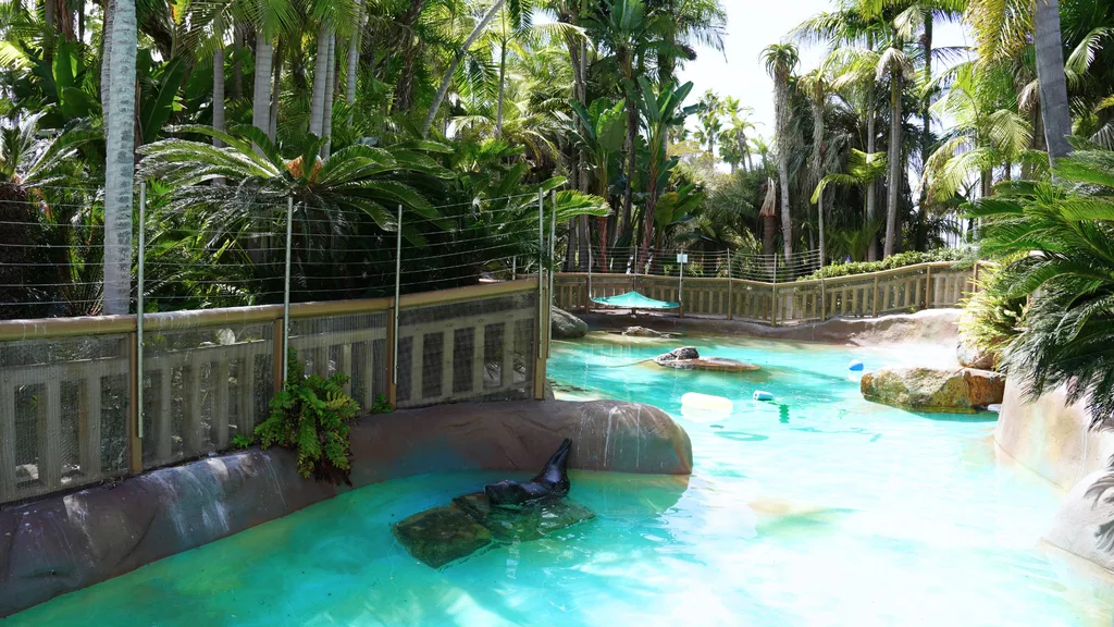 Bahia Resort Hotel 園區內的救援海豹展示池,可見海豹趴在池中岩石上休息,四周被棕櫚樹環繞 Bahia Resort Hotel 園區內的救援海豹展示池,可見海豹趴在池中岩石上休息,四周被棕櫚樹環繞