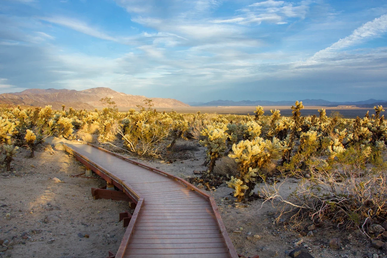 Cholla Cactus Garden 的木棧道穿過一整片泰迪熊仙人掌,遠方是山脈與開闊的沙漠谷地,天空有薄雲